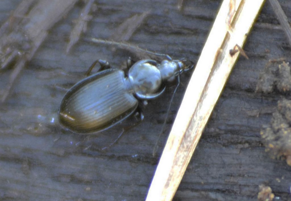 Agonum sp., Carabide